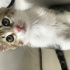 Pamuk