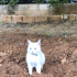 Paşa