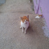 Kedi