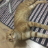 Subutay