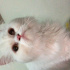 Pamuk