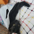 Zeytin