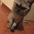 Duman