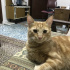 Paşa