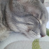 Duman