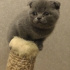 Mis