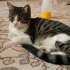 Zeytin