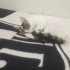 Pamuk