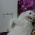 Pamuk