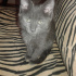 duman