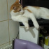 pamuk