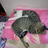 Pamuk