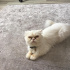 Pamuk