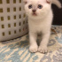 pamuk
