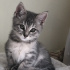 Duman