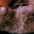 Kedi