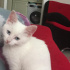 Kedi
