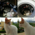 Duman