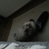 Duman