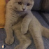 Duman