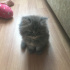 Duman