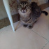 MİA