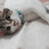Pamuk