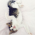 Kedi