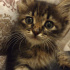 Duman