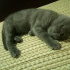 Duman