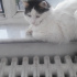 Pamuk
