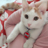 Pamuk