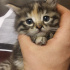 AYLA