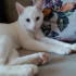 Pamuk