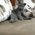 Duman