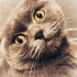 Duman