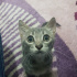 Duman