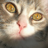 Duman