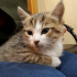 zeytin