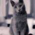 Duman