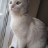 Pamuk