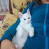 Pamuk