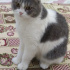 Pamuk