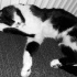 Zeytin