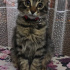 Duman