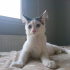 Pamuk