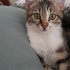 Pamuk