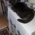 Duman