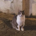 zeytin