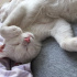 Pamuk